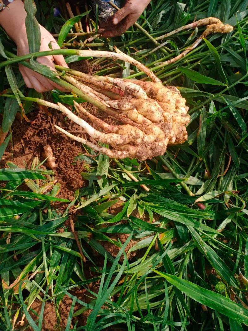 有没有收小黄姜鲜姜的