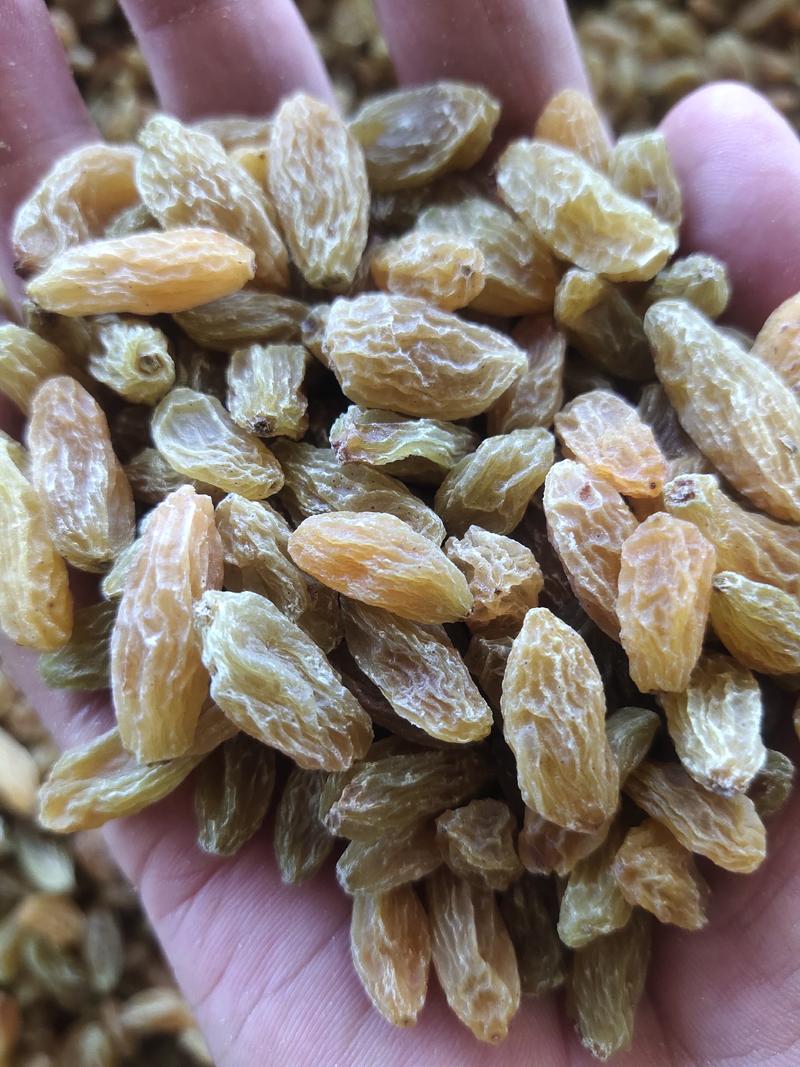 新疆吐鲁番葡萄干树上黄葡萄干大颗粒中颗粒小颗粒