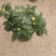 四季常青花开粉色清香型