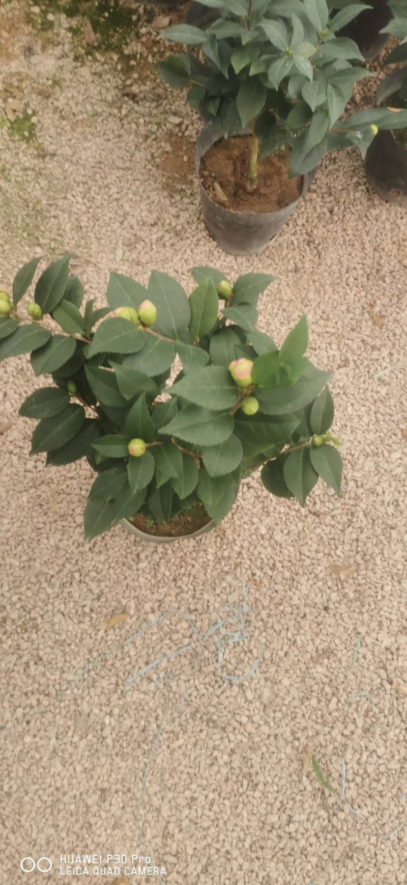 四季常青花开粉色清香型
