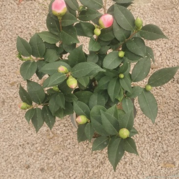 四季常青花开粉色清香型