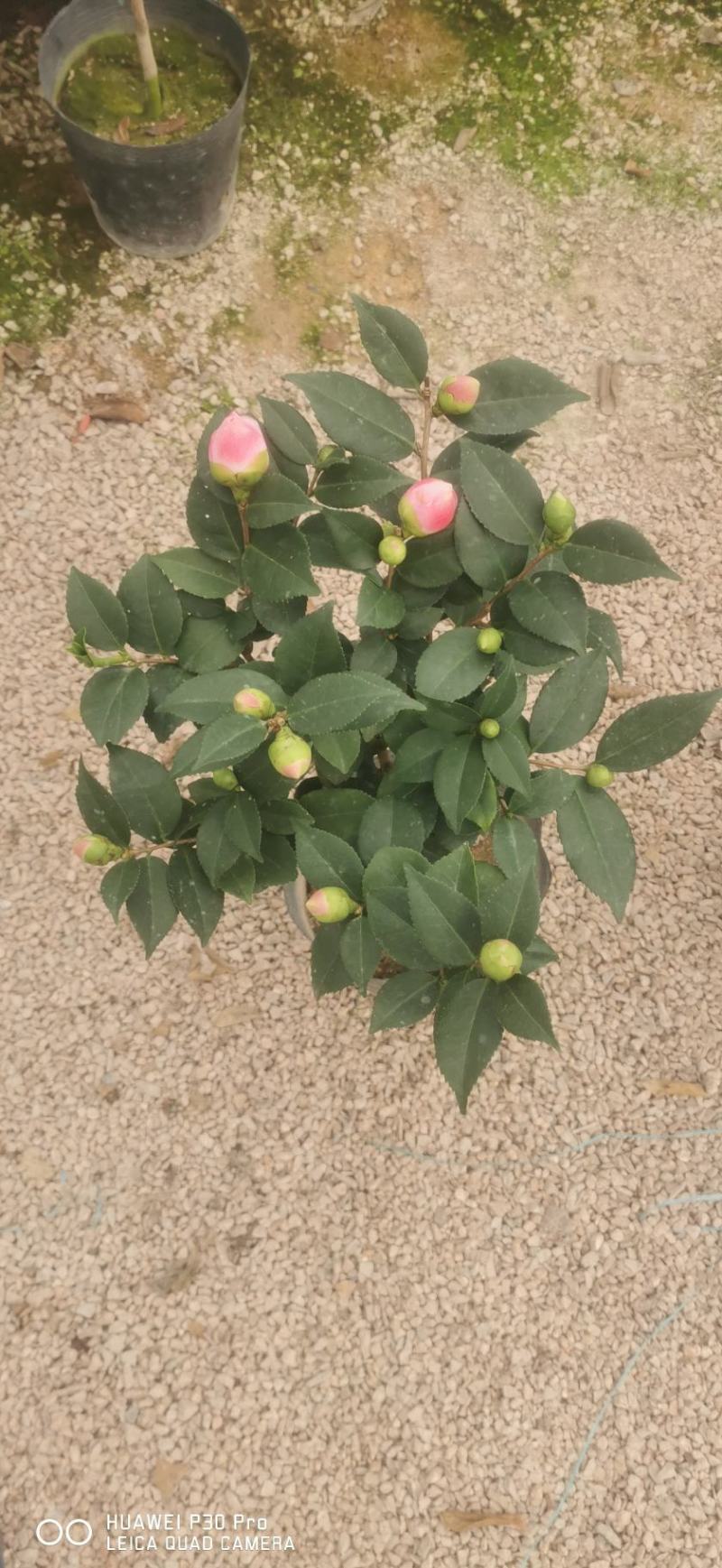四季常青花开粉色清香型