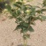 四季常青花开粉色清香型