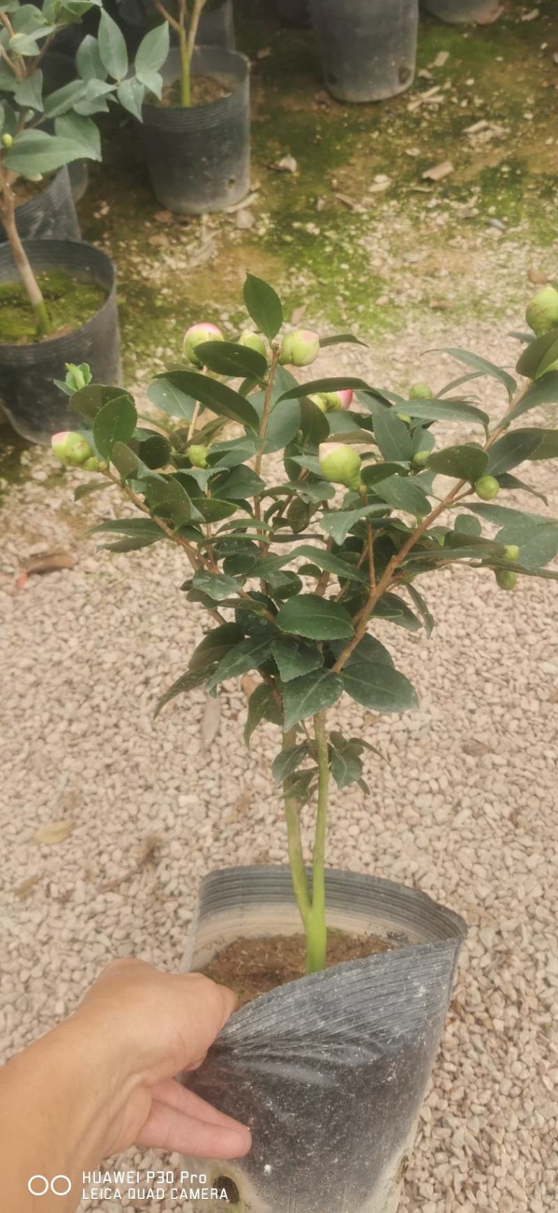 四季常青花开粉色清香型