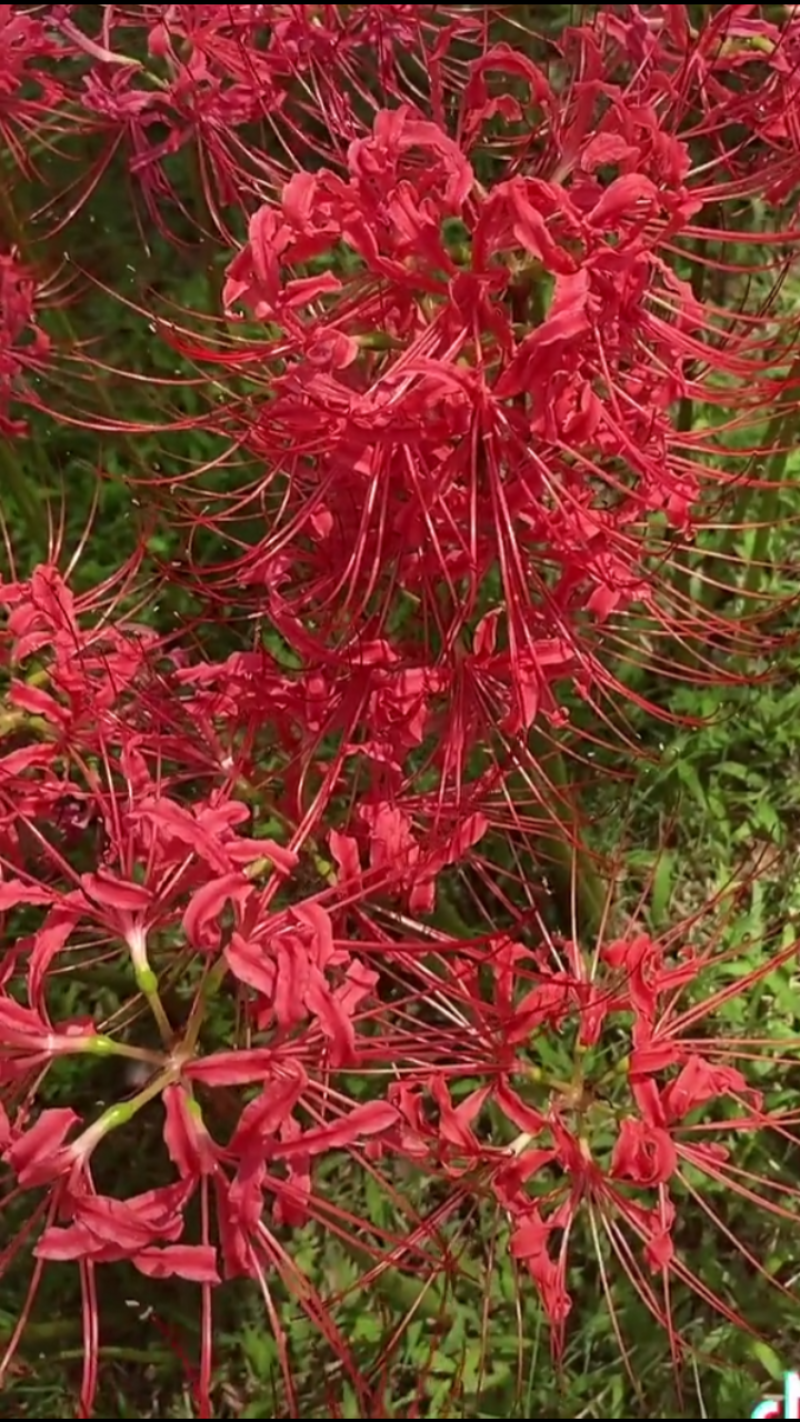 彼岸花种球【这是传说中神奇的花种，彼岸花叶两不见】