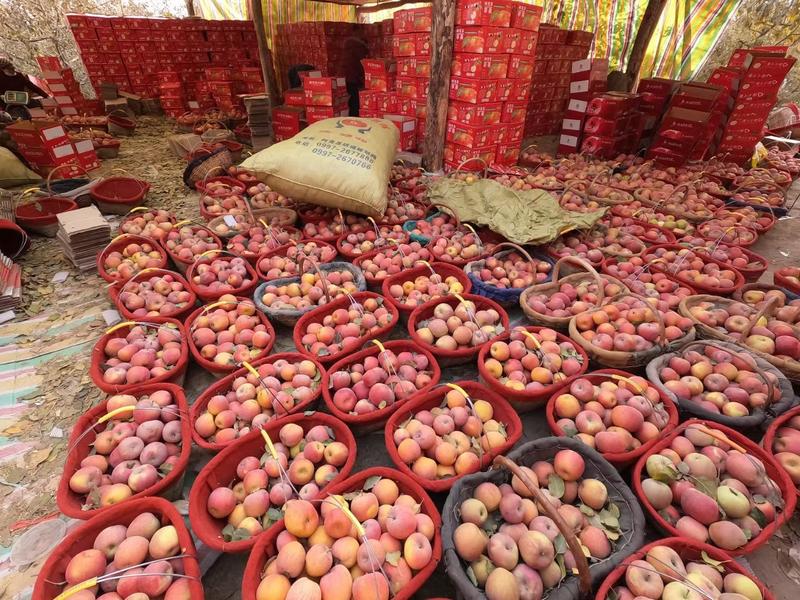 新疆阿克苏冰糖心苹果专业代发代办欢迎电商团购批发产地直销