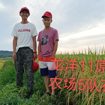 水稻高粱