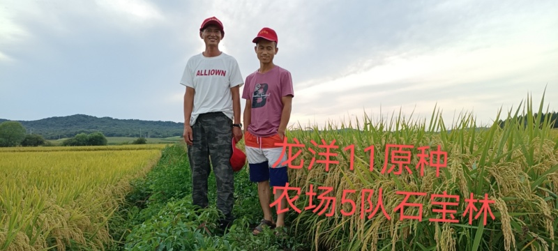 水稻高粱