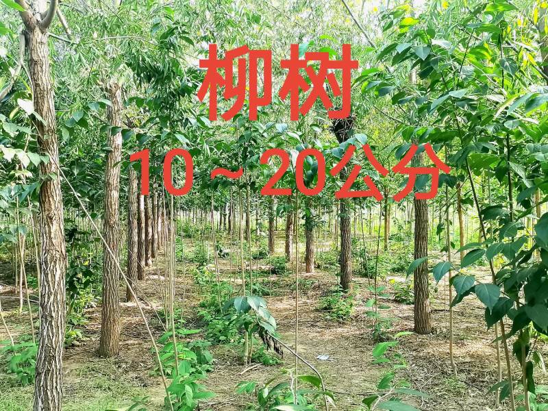 河南长葛供应柳树15～25公分量大再优自产自销
