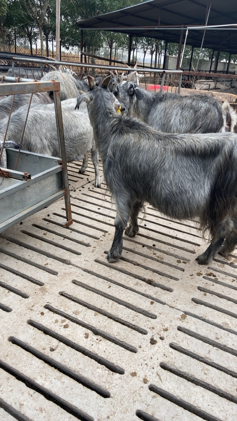 推荐一年可以产两窝的鲁西青山羊包运输提供技术指导