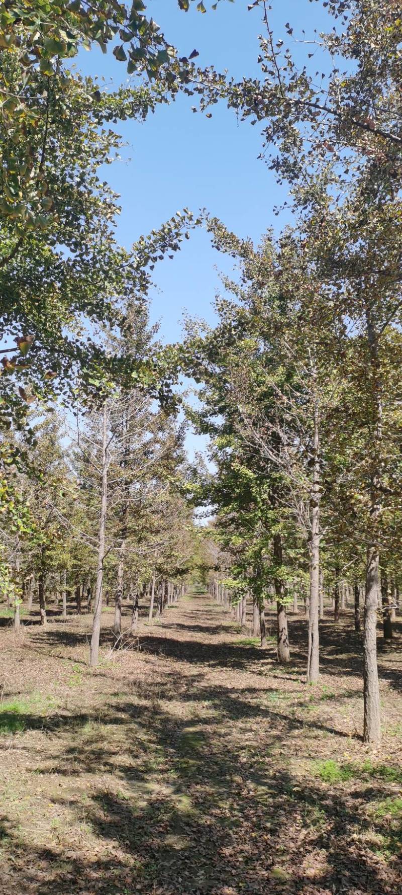 河南长葛供应柳树15～25公分量大再优自产自销