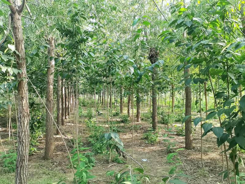 河南长葛供应柳树15～25公分量大再优自产自销