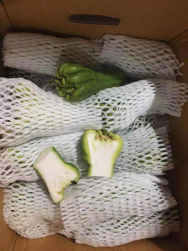 佛手鲜果广佛手基地直供，一级果通货都有，奶茶店专用