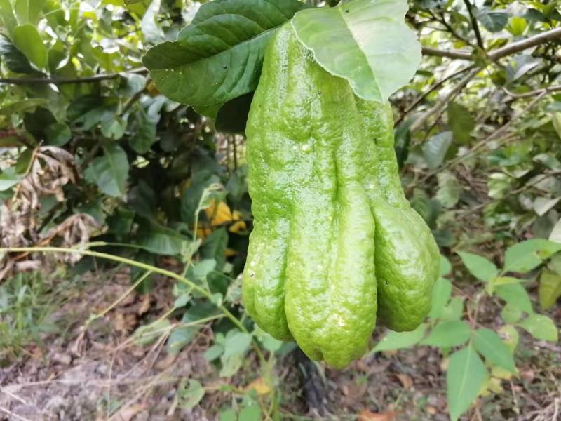 佛手鲜果广佛手基地直供，一级果通货都有，奶茶店专用