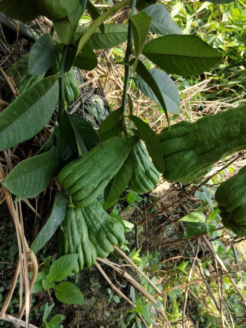 佛手鲜果广佛手基地直供，一级果通货都有，奶茶店专用