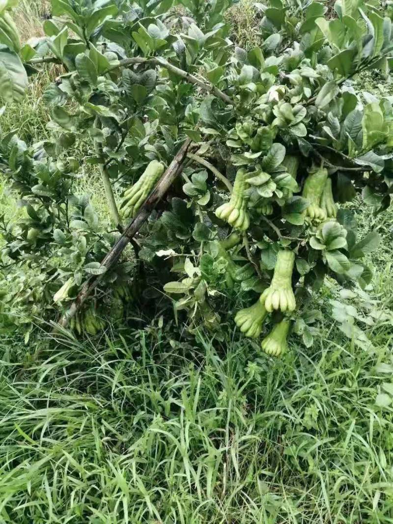 佛手鲜果广佛手基地直供，一级果通货都有，奶茶店专用