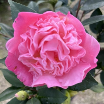 香妃茶花