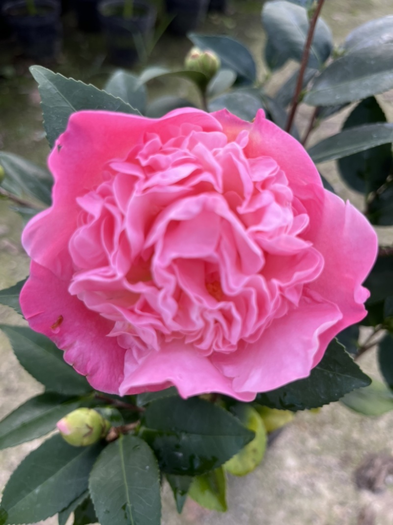 香妃茶花