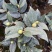 香妃茶花