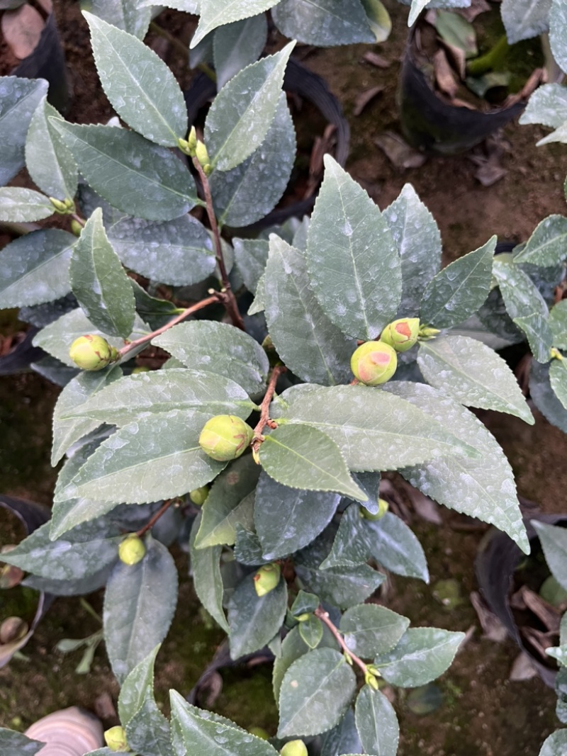香妃茶花