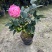 香妃茶花