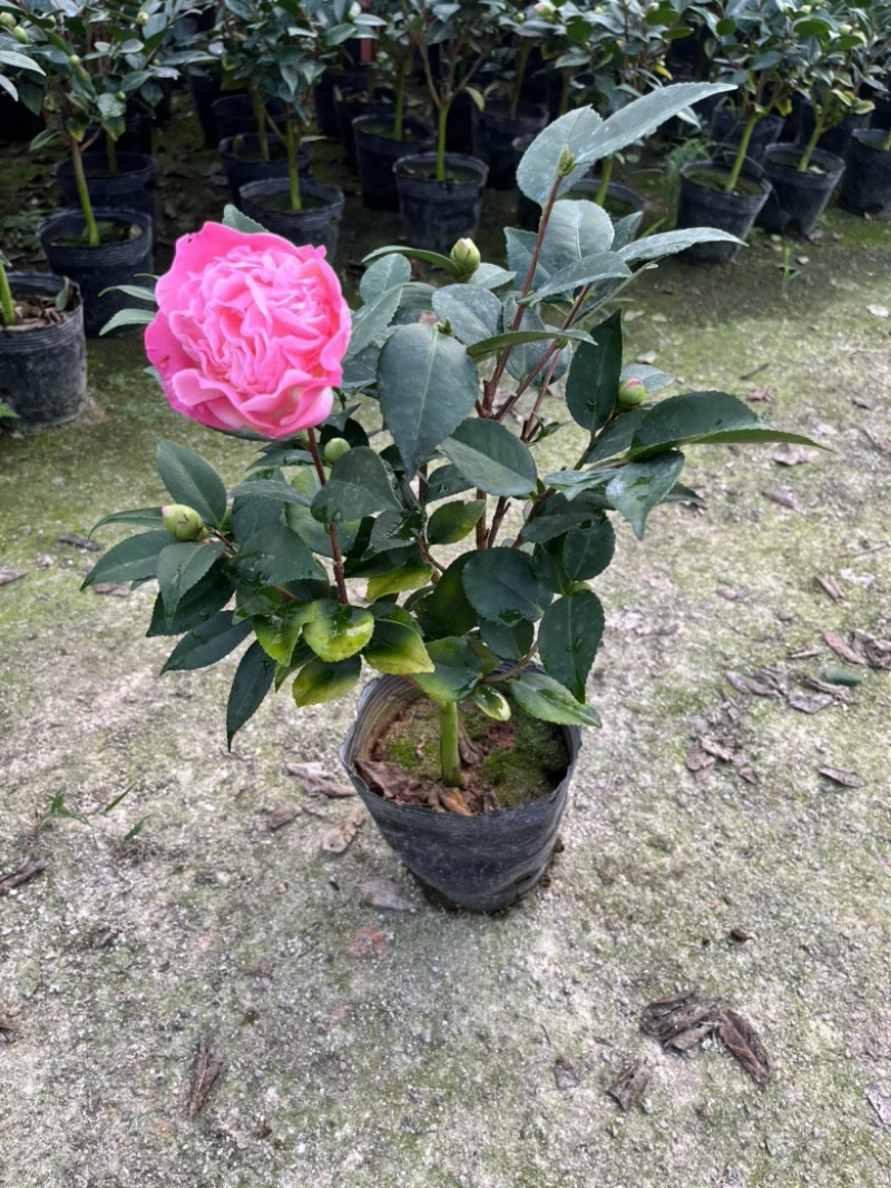 香妃茶花