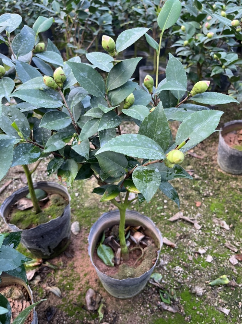 香妃茶花