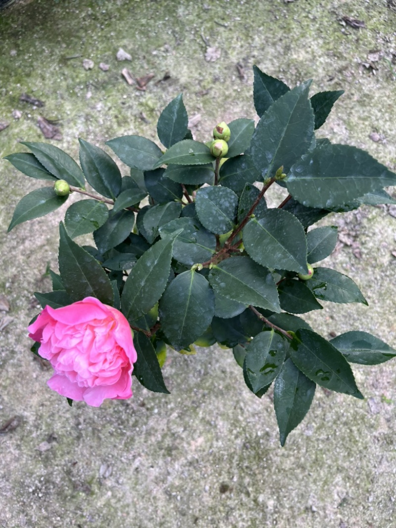 香妃茶花