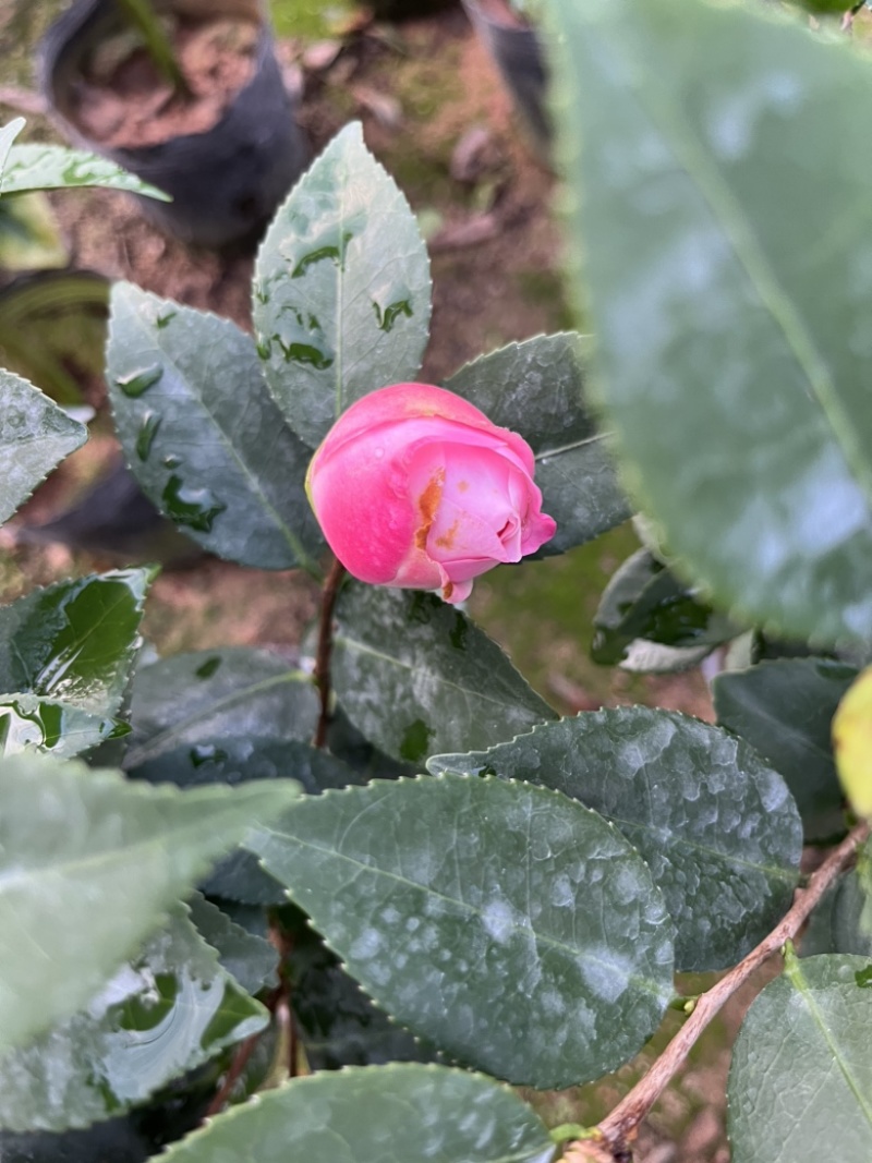 香妃茶花