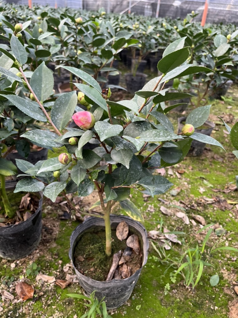 香妃茶花