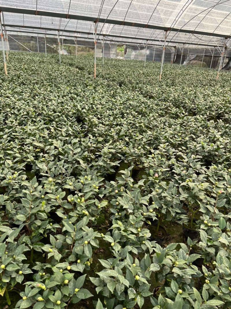 香妃茶花