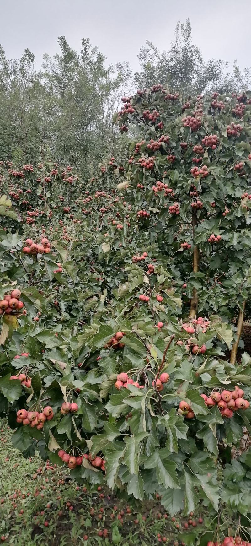 冠县大金星山楂供应基地，纯手摘，切片果，罐头厂果