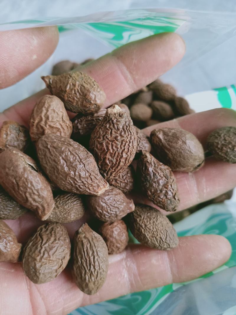 胖大海，大海子个大质量保证，经营各种中药材欢迎咨询合作！