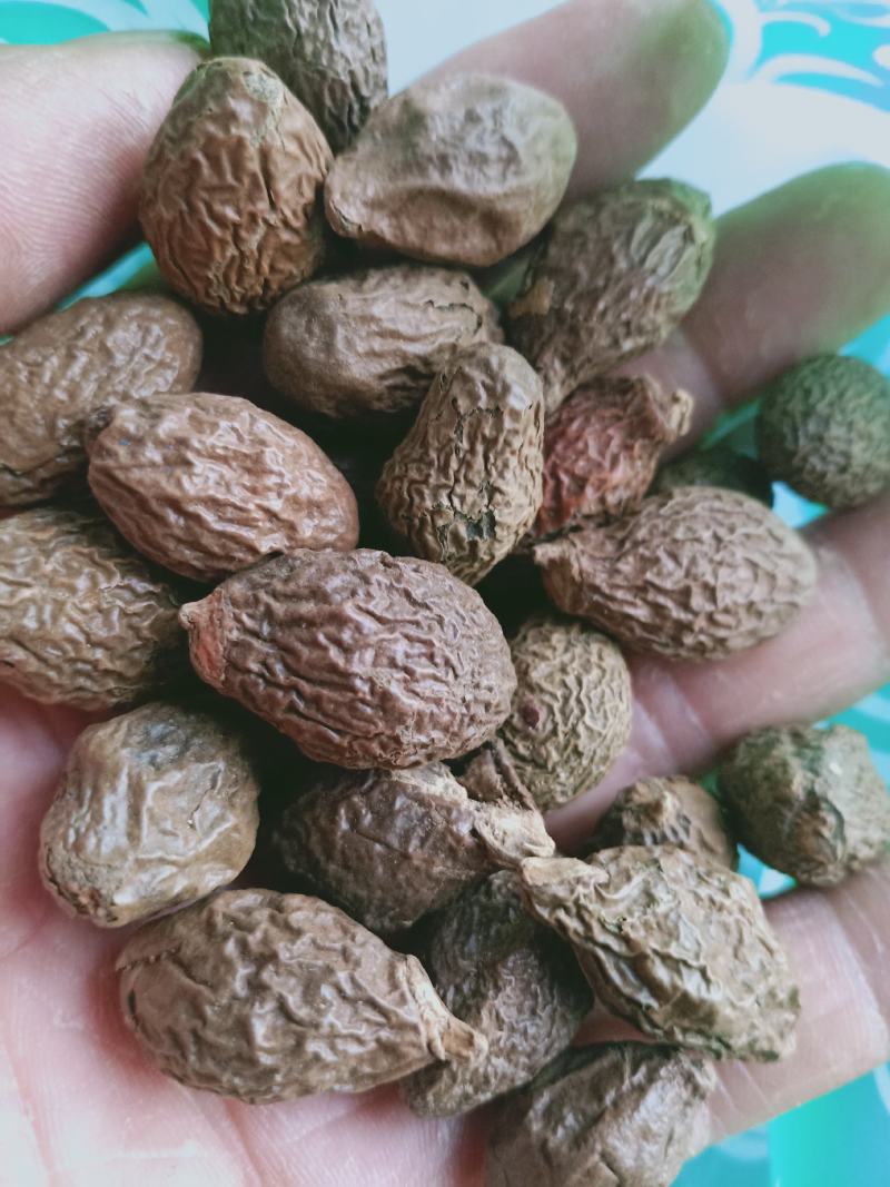 胖大海，大海子个大质量保证，经营各种中药材欢迎咨询合作！