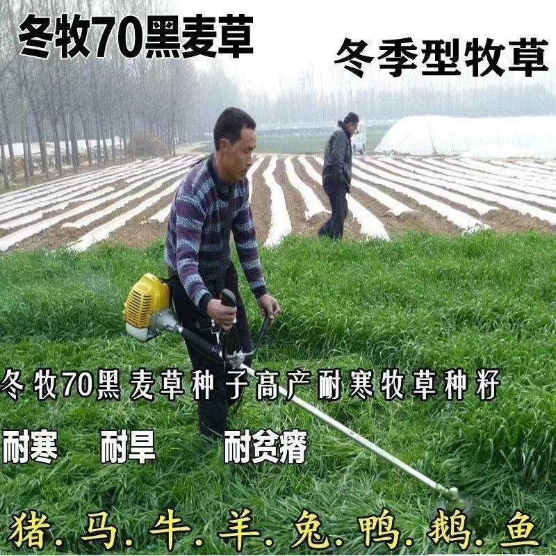 冬牧70黑麦草一年生黑麦草草籽种籽黑麦草种子四季冬天包邮