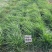 冬牧70黑麦草一年生黑麦草草籽种籽黑麦草种子四季冬天包邮