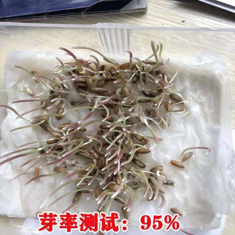 冬牧70黑麦草一年生黑麦草草籽种籽黑麦草种子四季冬天包邮