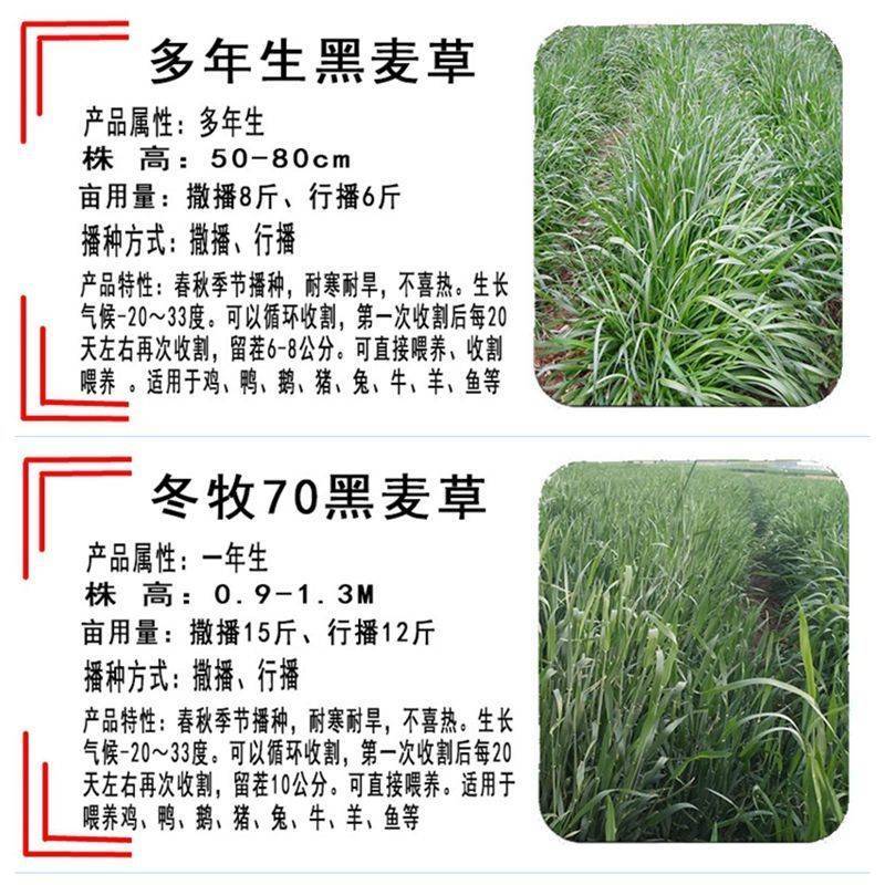 冬牧70黑麦草一年生黑麦草草籽种籽黑麦草种子四季冬天包邮
