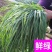 冬牧70黑麦草一年生黑麦草草籽种籽黑麦草种子四季冬天包邮