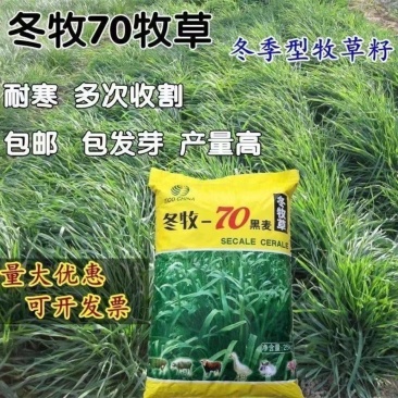 冬牧70黑麦草一年生黑麦草草籽种籽黑麦草种子四季冬天包邮