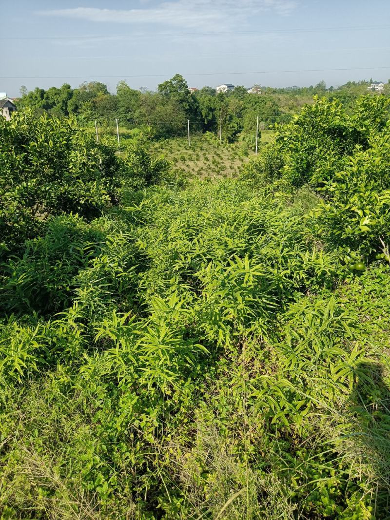 黄精大量出售，自己基地大货需要的请联系