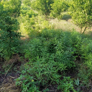 黄精大量出售，自己基地大货需要的请联系