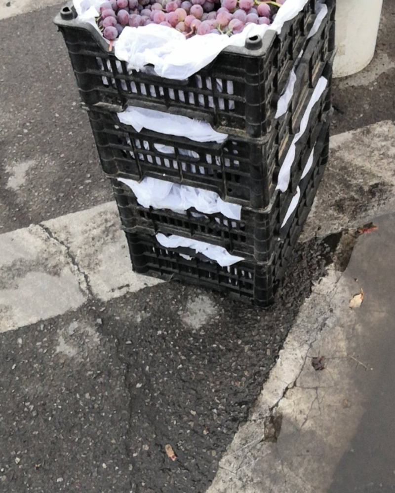 （热销）龙眼葡萄产地批发代办货源充足价格合理欢迎来购。。