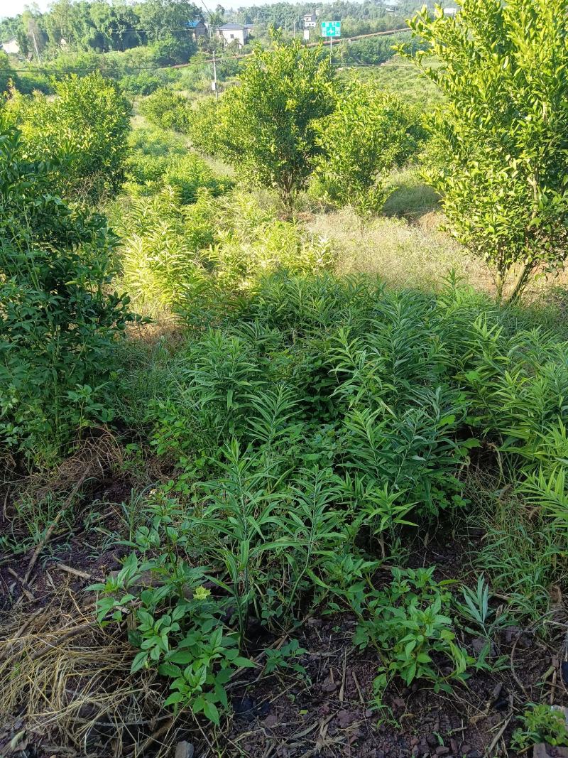 黄精大量出售，自己基地大货需要的请联系