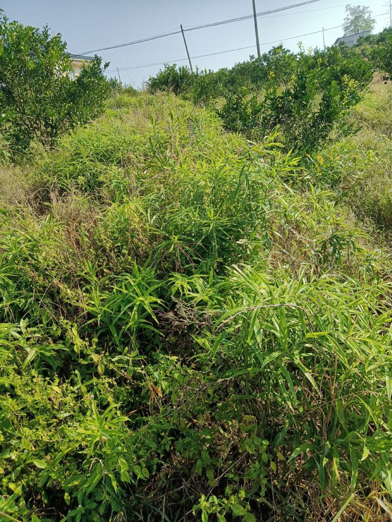 黄精大量出售，自己基地大货需要的请联系