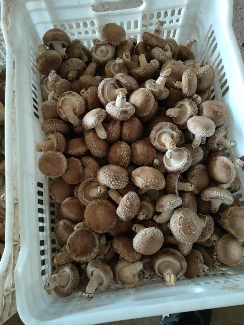 夏季香菇冬季水菇花菇基地供应产地批一手货源