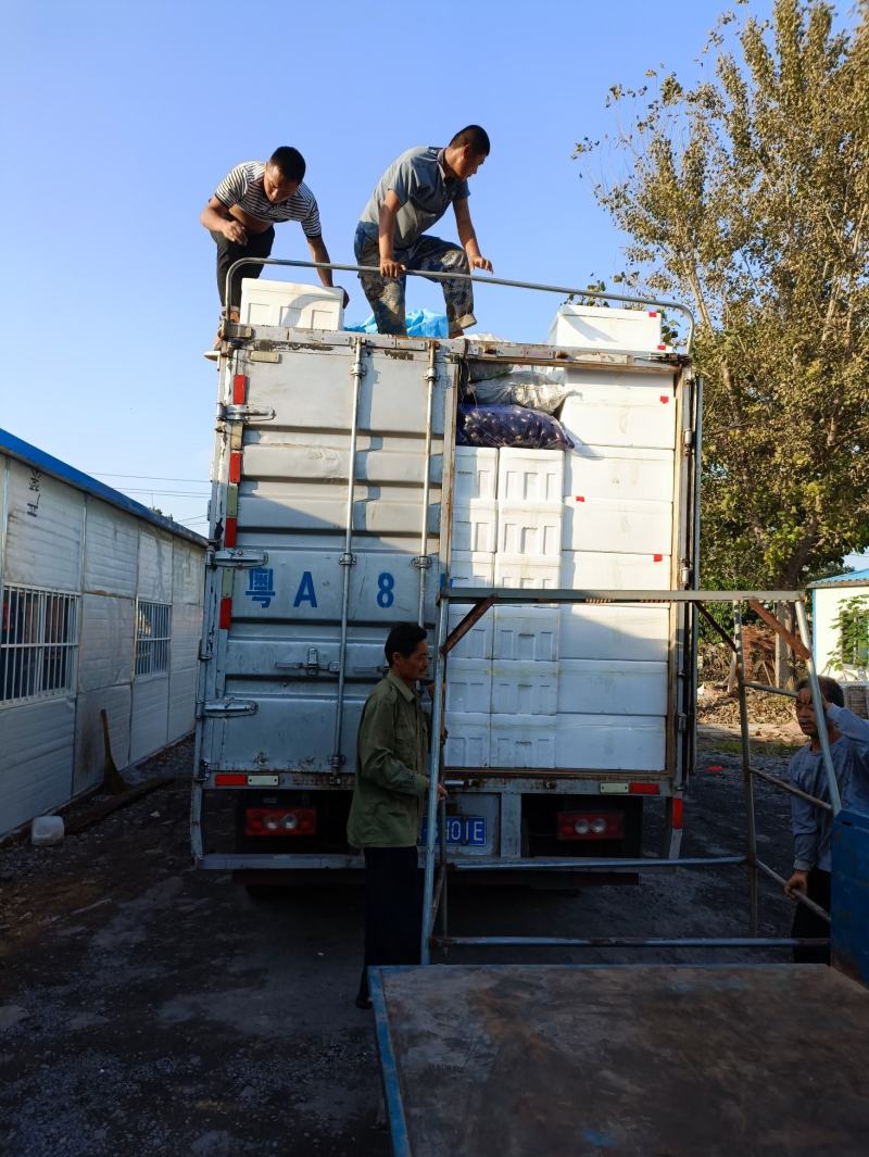 山东青州尖椒大量上市量大质优支持视频看货欢迎咨询
