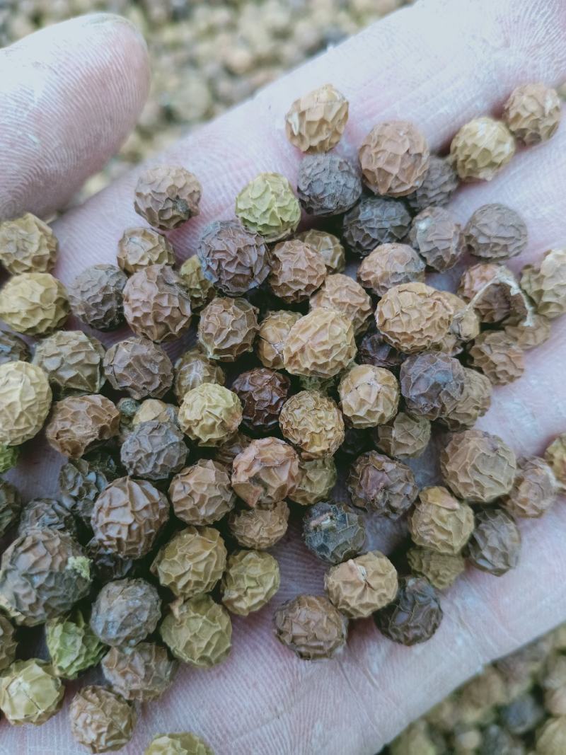 梧桐子，梧桐果新货干净无杂质量保证量大从优！