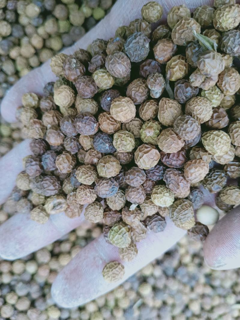 梧桐子，梧桐果新货干净无杂质量保证量大从优！