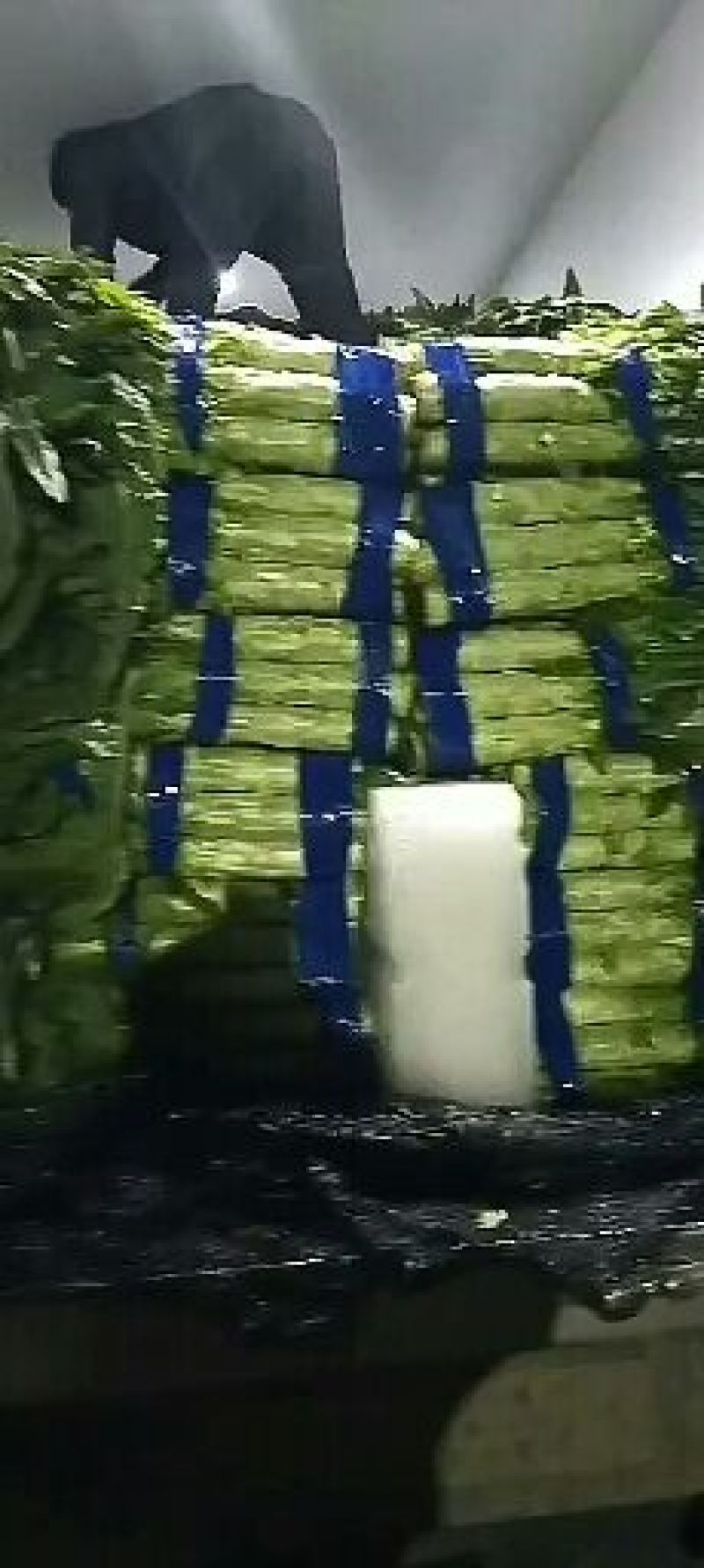 紫叶香莴笋-基地直供-视频看货-量大从优。